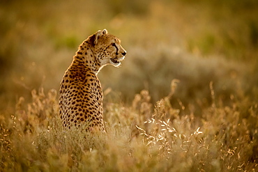 Female cheetah (Acinonyx jubatu) sits in grass facing right, Serengeti National Park, Tanzania