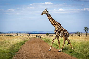 Masai giraffe (Giraffa camelopardalis tippelskirchii) crosses track watched by zebra (Equus quagga), Serengeti National Park, Tanzania