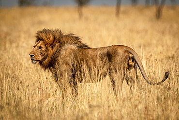 Male lion (Panthera Leo) stands in profile in grass, Serengeti National Park, Tanzania