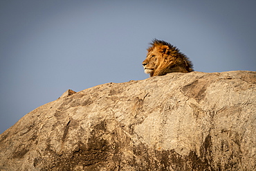 Head of male lion (Panthera leo) lying on kopje, Serengeti National Park, Tanzania