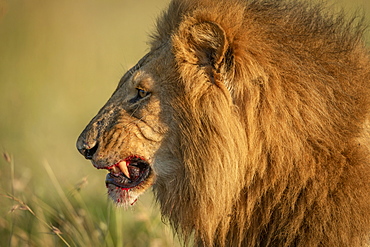 Close-up of male lion (Panthera leo) showing bloody teeth, Serengeti National Park, Tanzania