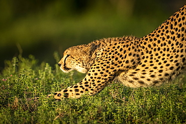 Close-up of cheetah (Acinonyx jubatus) stretching in golden light, Serengeti National Park, Tanzania