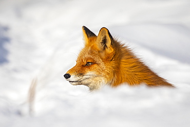 Red fox (Vulpes vulpes) alert in the snow, Alaska, United States of America