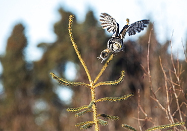 Northern Hawk Owl (Surnia ulula), known for sitting on the highest perch possible while looking for prey such as voles moving below. This one flies from the top of a tree with a rodent in it's claws, Alaska, United States of America