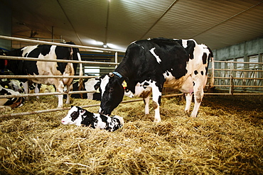 Holstein cow with her newborn calf in a pen on a robotic dairy farm, North of Edmonton, Alberta, Canada