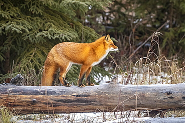 Red fox (Vulpes vulpes) standing on a log and watching another fox approaching, South-central Alaska, Alaska, United States of America