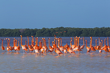 American Flamingos (Phoenicopterus ruber) wading in water, Celestun Biosphere Reserve, Celestun, Yucatan, Mexico