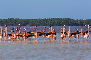 American Flamingos (Phoenicopterus ruber) standing in water, Celestun Biosphere Reserve, Celestun, Yucatan, Mexico