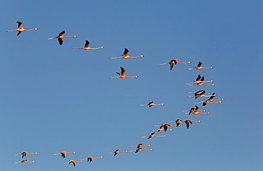 American Flamingos (Phoenicopterus ruber) flying in a V formation, Celestun Biosphere Reserve, Celestun, Yucatan, Mexico