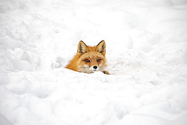 Red fox (Vulpes vulpes) prowls the Campbell Creek area in winter looking for rodents and other food. Fox is shown looking out from a hole that may be a future den, South-central Alaska, Anchorage, Alaska, United States of America