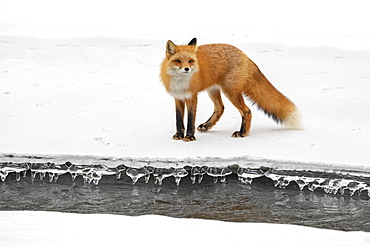 Red fox (Vulpes vulpes) standing on snow in the Campbell Creek area in winter looking for rodents and other food, South-central Alaska, Anchorage, Alaska, United States of America