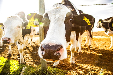 Two Holstein cows standing at a barb wire fence looking curiously at the camera with identification tags in their ears at a robotic dairy farm, North of Edmonton, Alberta, Canada