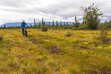 A man fat biking on a hunting trail in Wrangell-St. Elias National Park and Preserve on a cloudy summer day in South-central Alaska, Alaska, United States of America