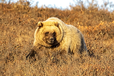 Grizzly bear (Ursus arctos) walking in brown grass looking at the camera, Denali National Park and Preserve, interior Alaska, Alaska, United States of America