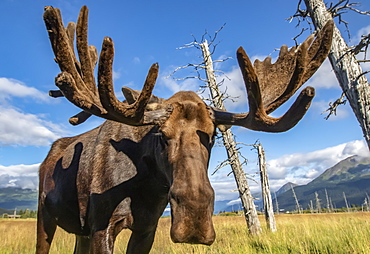 Mature bull moose (Alces alces) with antlers in velvet standing in a field, Alaska Wildlife Conservation Center, South-central Alaska, Portage, Alaska, United States of America