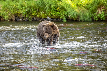 A Brown bear (Ursus arctos) fishes during the summer salmon runs in the Russian River near Cooper Landing, South-central Alaska, Alaska, United States of America