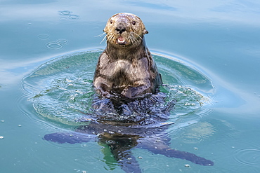 Sea otter (Enhydra lutris) playing and eating in the water near the small boat harbour, Seward, Alaska, United States of America