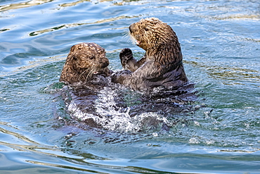 Sea otters (Enhydra lutris) swimming and playing while they eat in the water near the small boat harbour, Seward, Alaska, United States of America