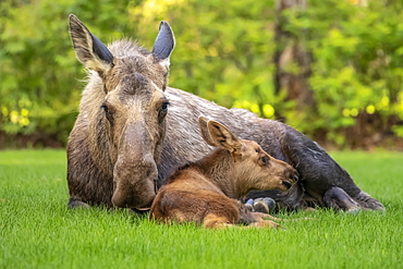 Cow moose (Alces alces) with calf rests on green grass in East Anchorage, Alaska's State mammal, South-central Alaska, Alaska, United States of America