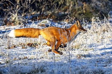 Red fox (Vulpes vulpes) at full run in snow, Campbell Creek area, South-central Alaska, Alaska, United States of America