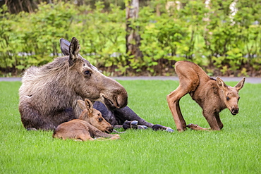 Cow moose (Alces alces) with calves rests on green grass in East Anchorage, Alaska's State mammal, South-central Alaska, Alaska, United States of America