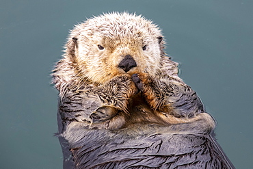 A wet Sea otter (Enhydra lutris) playing and eating near the small boat harbour, South-central Alaska, Seward, Alaska, United States of America