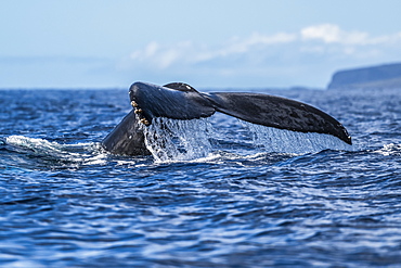 Humpback whale (Megaptera novaeangliae) fluke, Lahaina, Maui, Hawaii, United States of America