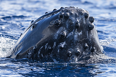 Humpback whale (Megaptera novaeangliae) spyhopping, Lahaina, Maui, Hawaii, United States of America