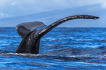 Humpback whale (Megaptera novaeangliae) fluke, Lahaina, Maui, Hawaii, United States of America