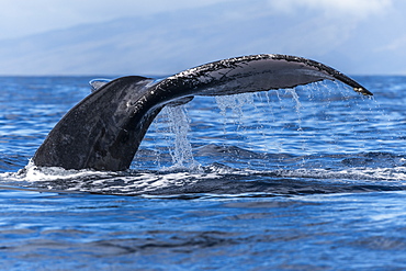 Humpback whale (Megaptera novaeangliae) fluke, Lahaina, Maui, Hawaii, United States of America