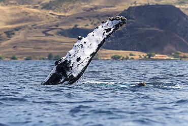 Humpback whale (Megaptera novaeangliae) pectoral fin, Lahaina, Maui, Hawaii, United States of America