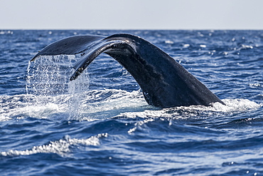 Humpback whale (Megaptera novaeangliae) fluke, Lahaina, Maui, Hawaii, United States of America