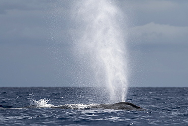 Humpback whale (Megaptera novaeangliae) blowing or spouting, Lahaina, Maui, Hawaii, United States of America