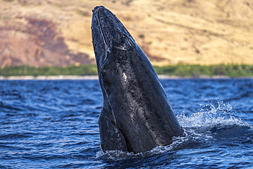 Young Humpback whale (Megaptera novaeangliae) head lunge, Lahaina, Maui, Hawaii, United States of America