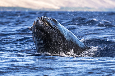 Young Humpback whale (Megaptera novaeangliae) head lunge, Lahaina, Maui, Hawaii, United States of America