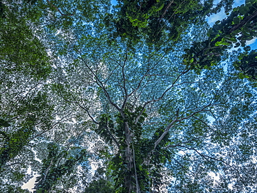 Looking up into the canopy of trees in the lush rainforests of Oahu, Oahu, Hawaii, United States of America