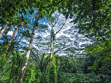 Lush vegetation in a rainforest in Hawaii, Oahu, Hawaii, United States of America