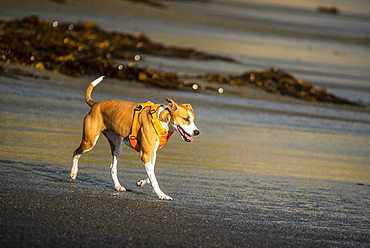 A dog wearing a harness walks on the beach at Houghton Bay, New Zealand