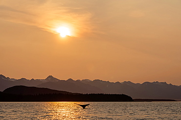 Humpback whale (Megaptera novaeangliae) swimming at dusk in the Inside Passage of Lynn Canal with the Chilkat Mountains in the background, Alaska, United States of America