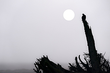 Bald eagle (Haliaeetus leucocephalus) on a foggy morning at Mendenhall Wetlands, Juneau, Alaska, United States of America