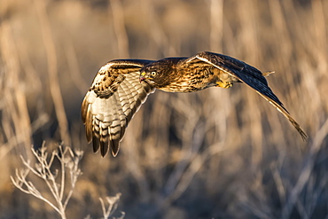 Red-tailed hawk (Buteo jamaicensis) in flight, Klamath Basin National Wildlife Refuge, Merrill, Oregon, United States of America