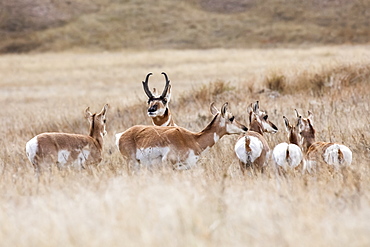 Pronghorn (Antilocapra americana) standing in a grass field, Custer, South Dakota, United States of America