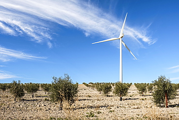 Wind turbine amongst olive trees, Campillos, Malaga, Andalucia, Spain