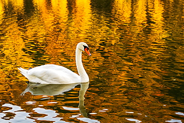 A white swan (Cygnus) in a river with a colourful golden reflection, Bernkastel, Germany