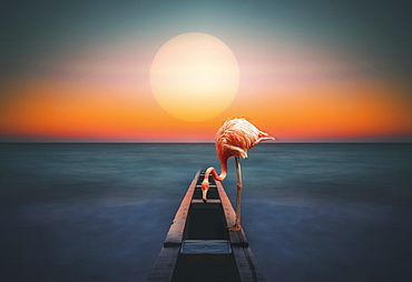 A flamingo stands on a structure leading out to the water with a glowing sun over the horizon, composite image