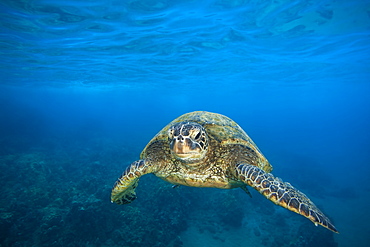 A Hawaiian Green sea turtle (Chelonia mydas) swimming in clear, blue water, Makena, Maui, Hawaii, United States of America