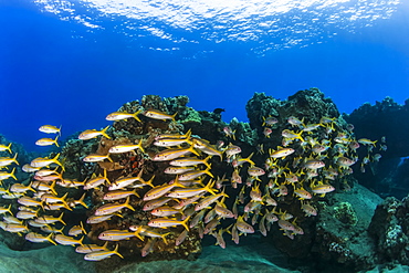 A colourful view of schooling Yellow Goatfish (Mulloidichthys martinicus), Lahaina, Maui, Hawaii, United States of America