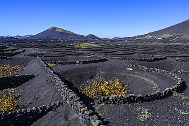 Stone wall protection for grapevines on a volcanic landscape, Lanzarote, Canary Islands, Spain