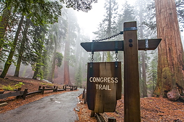 Congress Trail toward General Sherman, Sequoia National Park, Visalia, California, United States of America