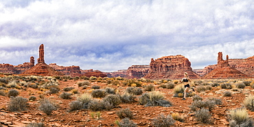 Jogger in the Valley of Gods with rock formations, panorama of stitched images, Utah, United States of America